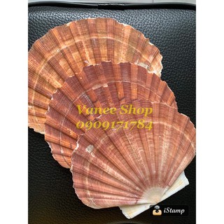 Vỏ sò điệp nâu đại