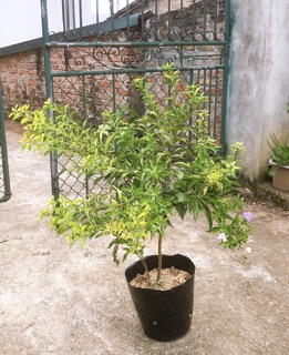 Cây Nhài Nhật