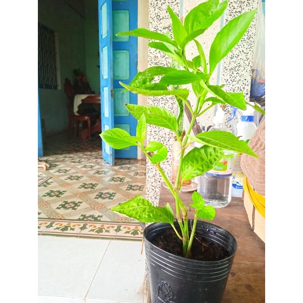 Cây lá Cẩm thái tím