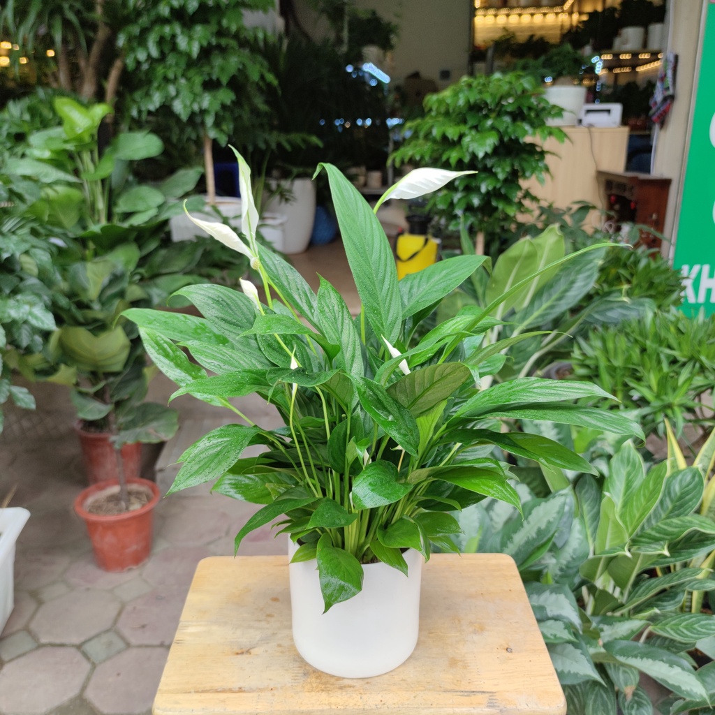 Cây lan ý trang trí nhà cửa ,cây bụi to và nhiều nụ cao 30-35cm trang trí nội thất lọc không khí