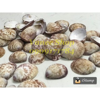 Vỏ sò dương non 100gr