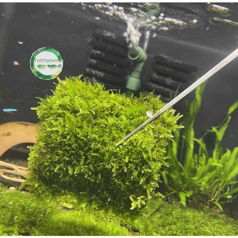 Rêu mini taiwan vỹ 10x10cm - rêu thuỷ sinh - rêu dán đá - dán lũa không cần co2
