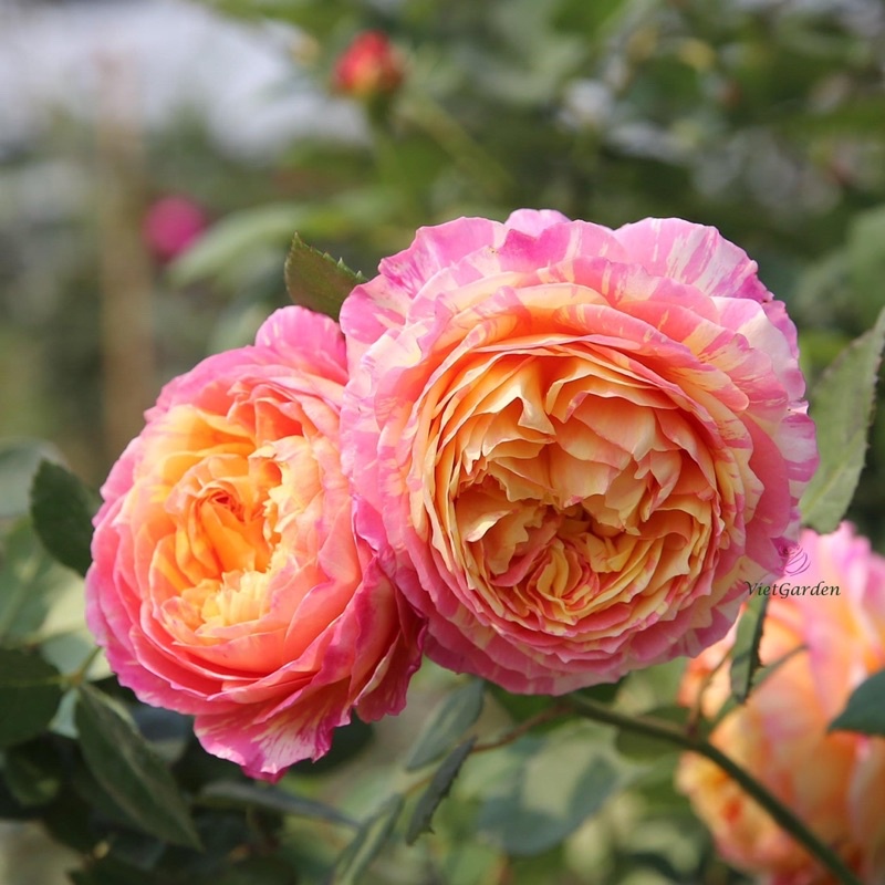 Hoa hồng ngoại Claude Monet rose - hồng bụi, siêng hoa, dễ trồng