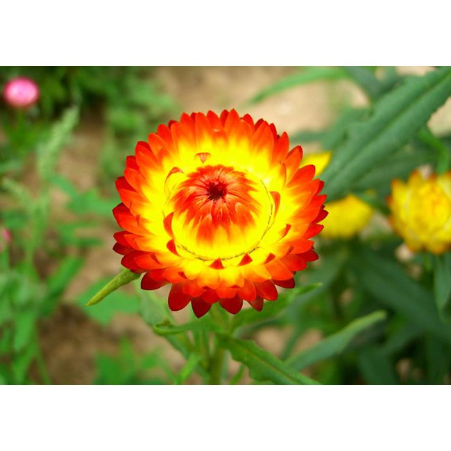 ( SIÊU HOT ) Hạt Giống Hoa Cúc Bất Tử Mix 100 hạt