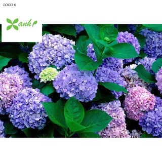 Hạt giống Cẩm tú cầu mix (10 hạt)