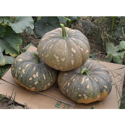 Hạt_Giống_Bí_Ngô_Đỏ 15 hạt ( tặng kèm kích mầm và phân bón )