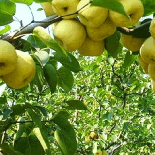 Cây giống cây lê vàng tứ quý -cam kết chuẩn giống