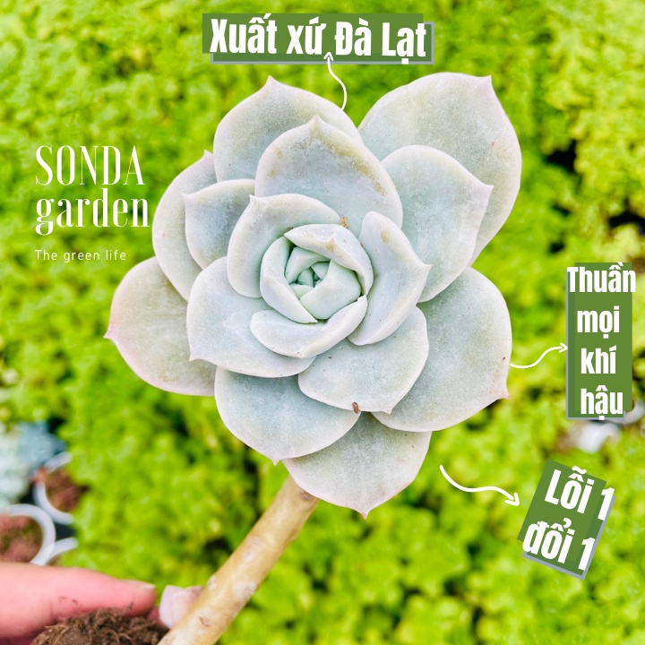 Sen đá hoa hồng hà lan cổ thụ SONDA GARDEN size bé 5-8cm, xuất xứ Đà Lạt, khoẻ đẹp, lỗi 1 đổi 1