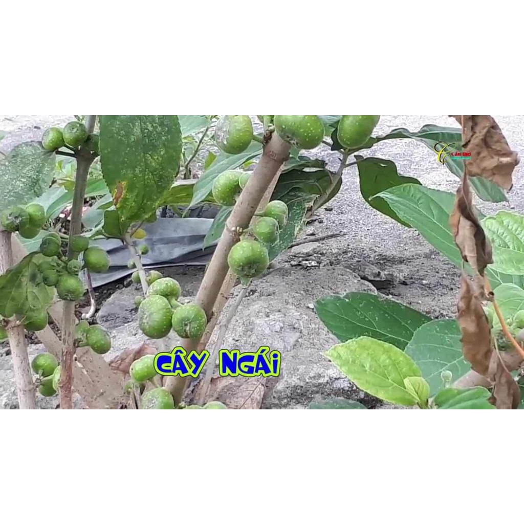Cây giống cây Ngái trồng bịch đen , được cố định trong thùng hàng, đảm bảo tươi nguyên