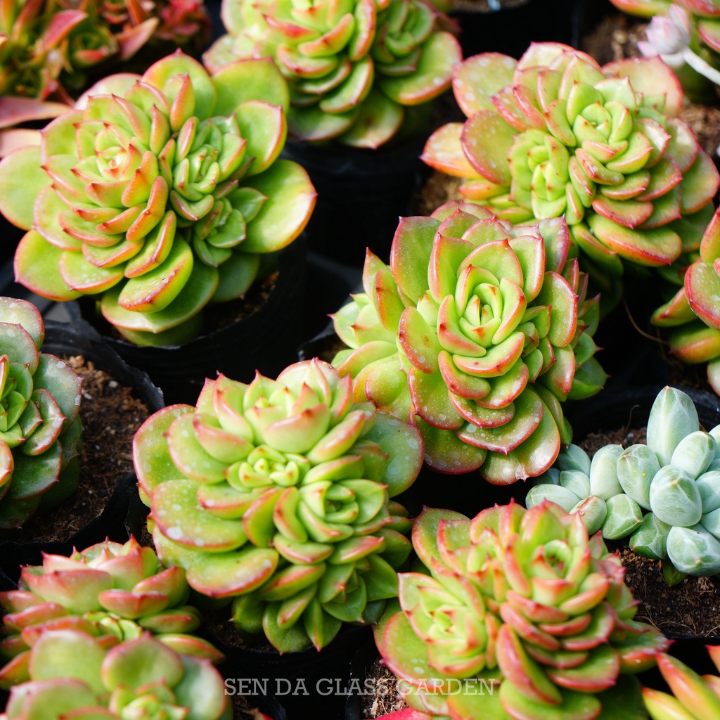 Sen đá nuda xanh cánh cứng GLASS GARDEN size nhỏ 6cm, Hàng Đà Lạt, thuần khí hậu, lỗi 1 đổi 1