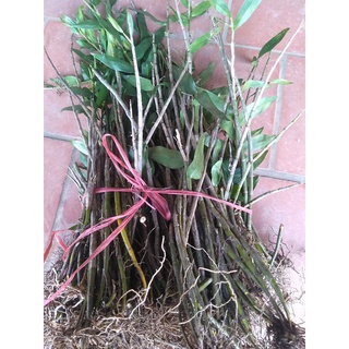Lan Hoàng thảo long nhãn 1kg