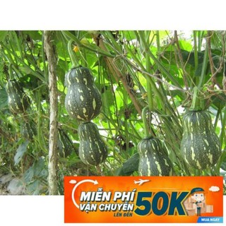 10 Hạt giống Bí đỏ Hạt đậu (tặng gói kích nẩy mầm và hướng dẫn)