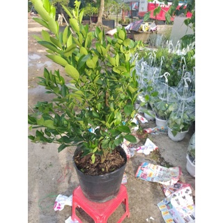 Cây Tắc, Cây Hạnh (đang trái)