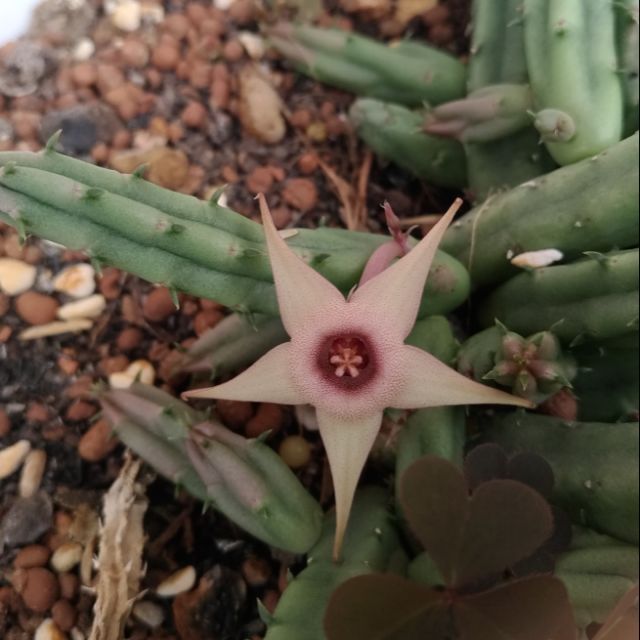 Sao biển Huernia procumbens