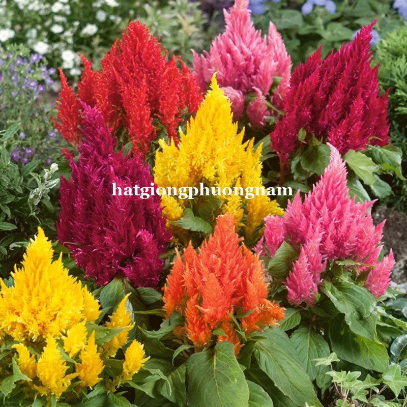 10 HẠT - HẠT GIỐNG MÀO GÀ LỬA F1 LÙN MIX MÀU