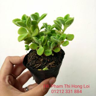 SEN THƠM 15K (NHẤT MẠT HƯƠNG)