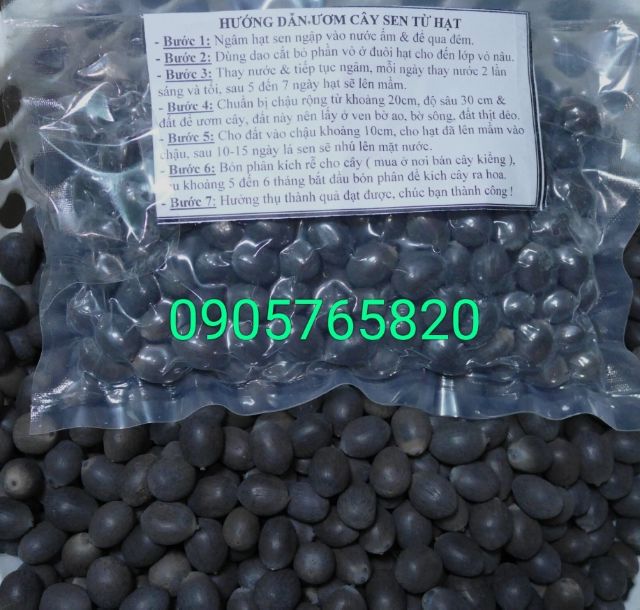 Hạt giống sen hồng  Việt Nam 20 hạt