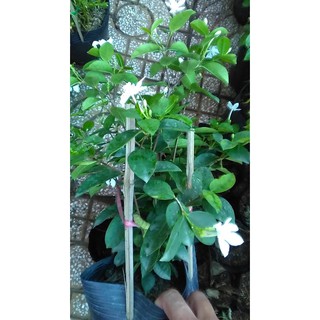 Cây Mai Chỉ Thiên (khác với Mai Vạn Phúc)