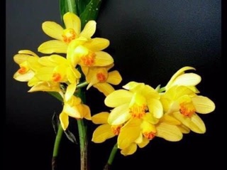 ĐỊA LAN HẠC ĐỈNH VÀNG (củ trung)