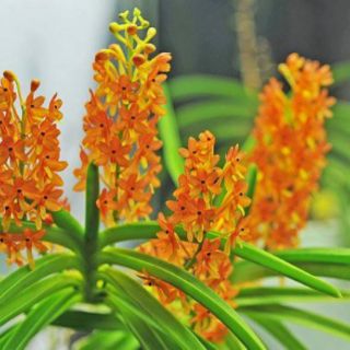 Lan hỏa hoàng cam