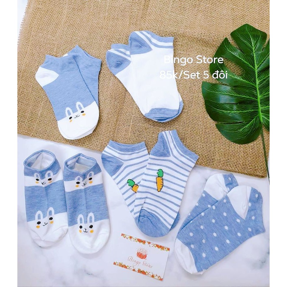 Combo 5 đôi tất nữ thỏ xanh- Ảnh thật