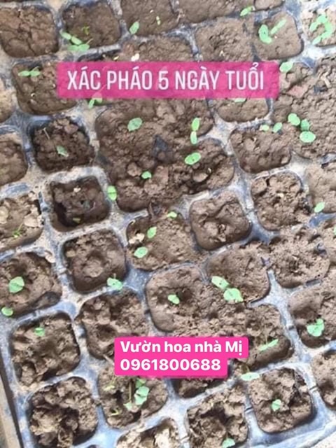 XÁC PHÁO ĐỎ 50k/1.200 hạt - Vườn hoa nhà Mị