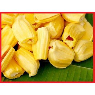 Cây giống mít siêu dài Malaysia