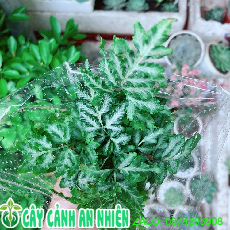 Cây Dương Sỉ