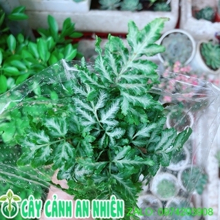 Cây dương sỉ