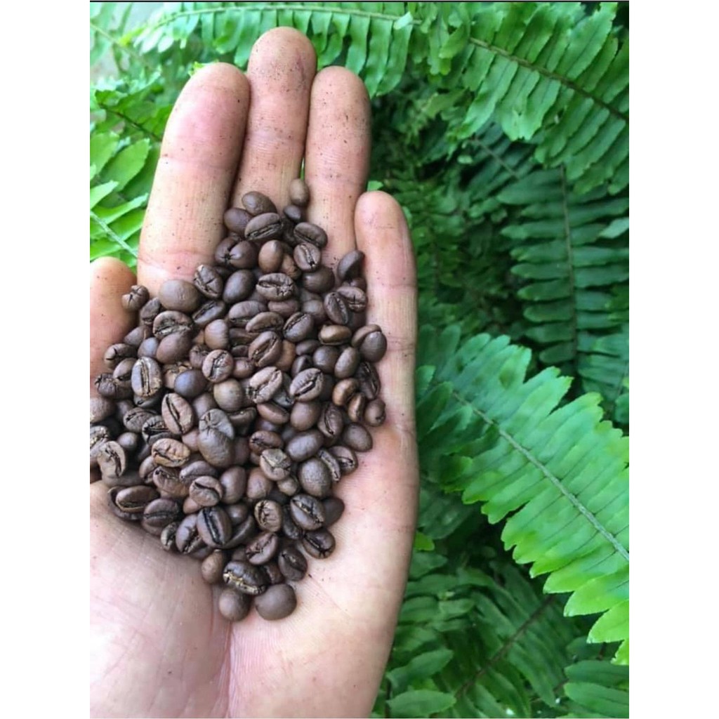 Cà phê Robusta Hảo Hạng Vườn rừng DAKLAK