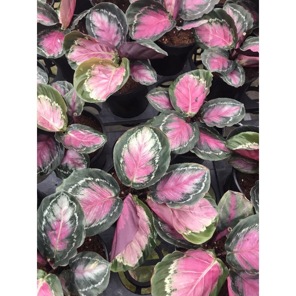 Calathea Maranta rosa - đuôi công lạ, đẹp mắt