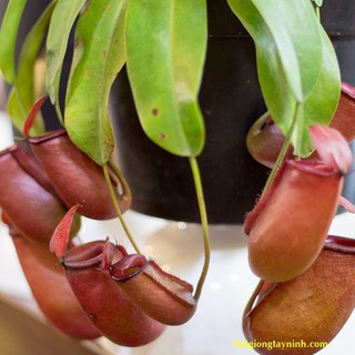 Hạt giống Cây nắp ấm