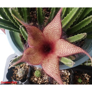 Xương rồng sao biển hoa đỏ 13 nhánh (Stapelia Gigantea)