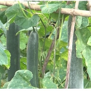 Hạt giống bí sặt 1g (bí xanh, vỏ xanh đậm, thịt xanh, ít ruột).
