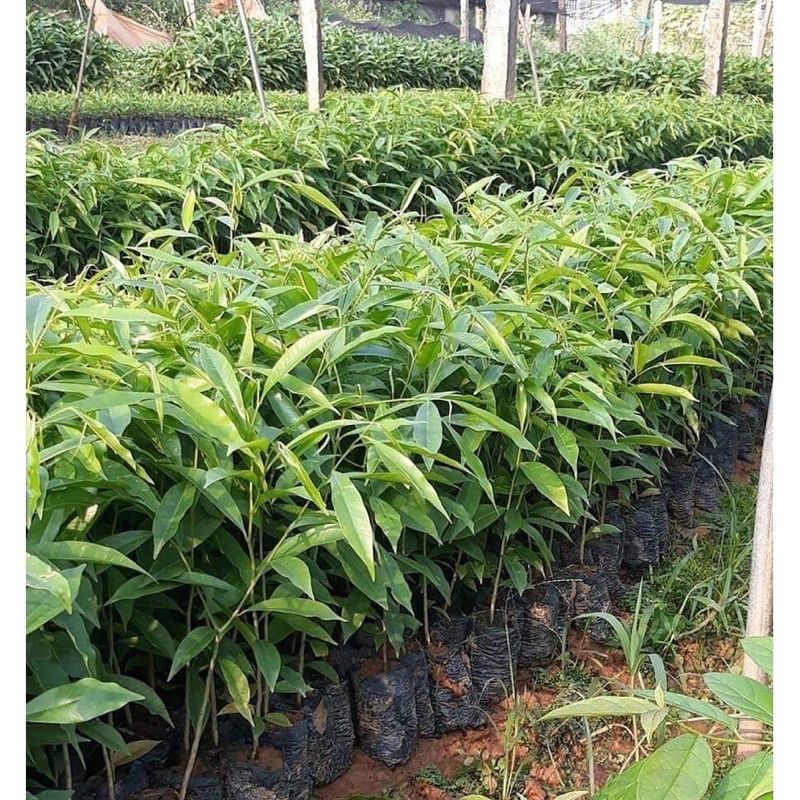 COMBO 20 CÂY trầm hương cây gió bầu tặng 2 cây