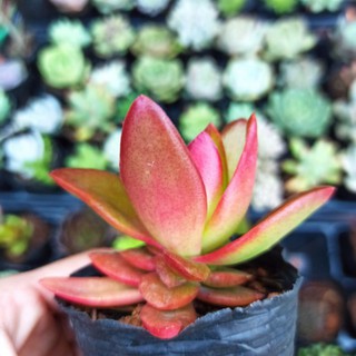 Sen đá tứ phương lá bầu và lá dài (Đọc mô tả) Crassula capitella “Campfire Crassula”