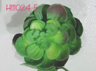 Hoa đá + cây xương rồng ( combo 7 cây) 