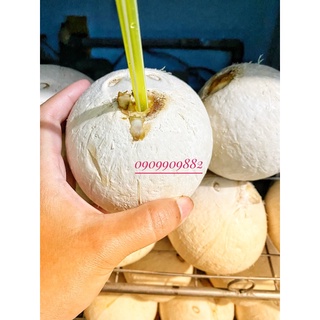 Dừa xiêm trọc Bến Tre loại lớn bao ngọt