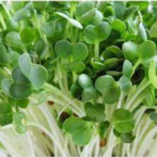 Hạt Giống Rau Cải Mầm Đà Lạt