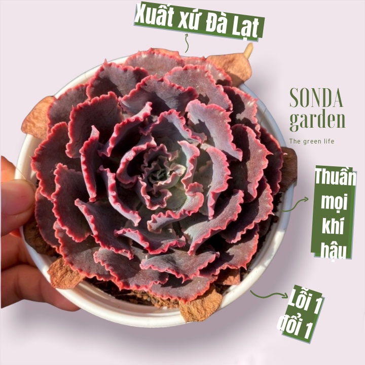 Random 1 cây sen đá SONDA GARDEN size trung bình 8-10cm, xuất xứ Đà Lạt, khoẻ đẹp, lỗi 1 đổi 1