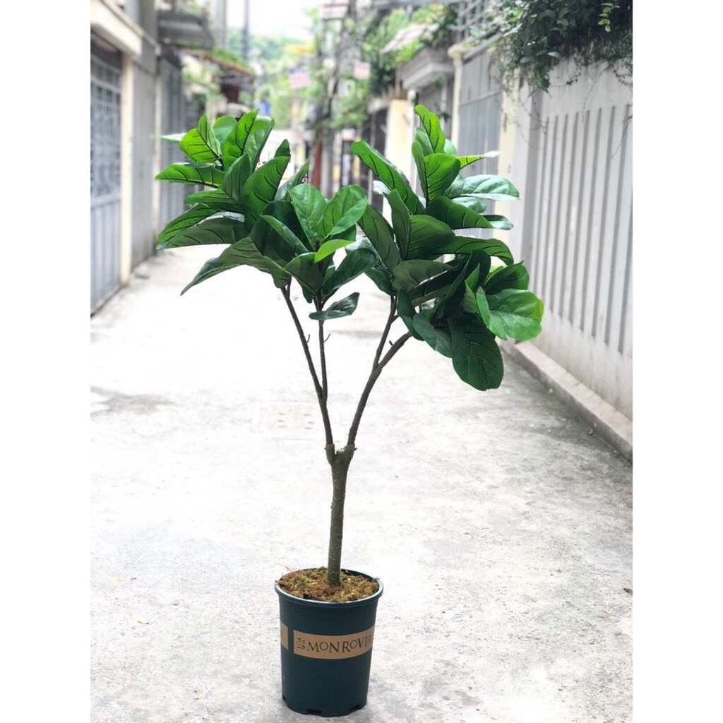 ẢNH THẬT - Chậu nhựa trồng hoa Monrovia/Sprouting đủ size - Chậu Mon hàng dày,hàng đẹp và nhựa bền