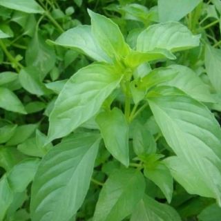 LÁ É TRẮNG THÁI LAN