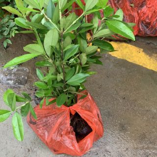 Cây giống cherry Brazil