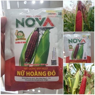 Hạt giống bắp nữ hoàng đỏ nova f1 kns - gói 500 hạt