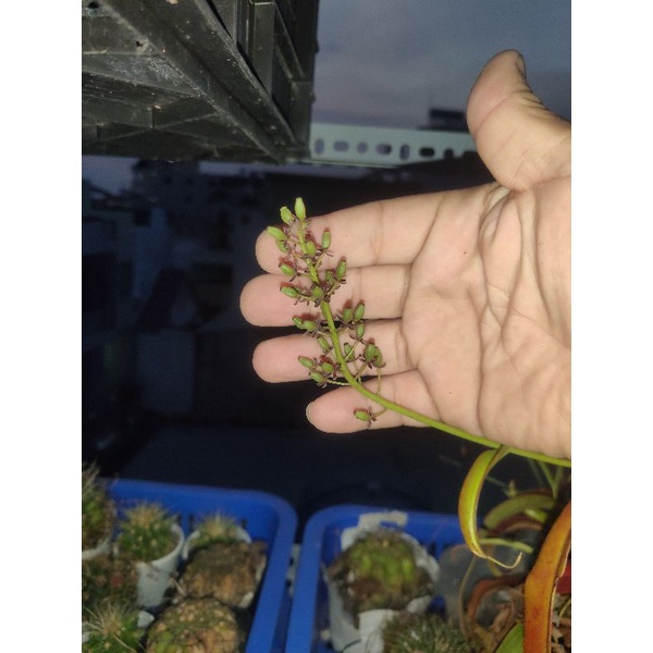 Cây nắp ấm dag chùm hạt y hình chụp.  vs ấm y hình dòng ấm sọc