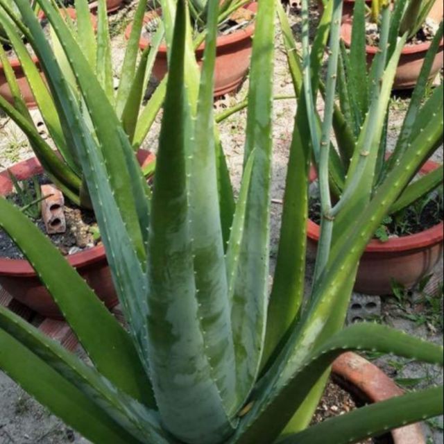 Cây nha đam giống Mỹ siêu to 🔥Freeship🔥