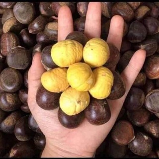 Hạt dẻ tươi tách vỏ gói 1kg hdskv