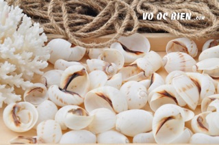 Vỏ ốc biển trang trí 100 gr