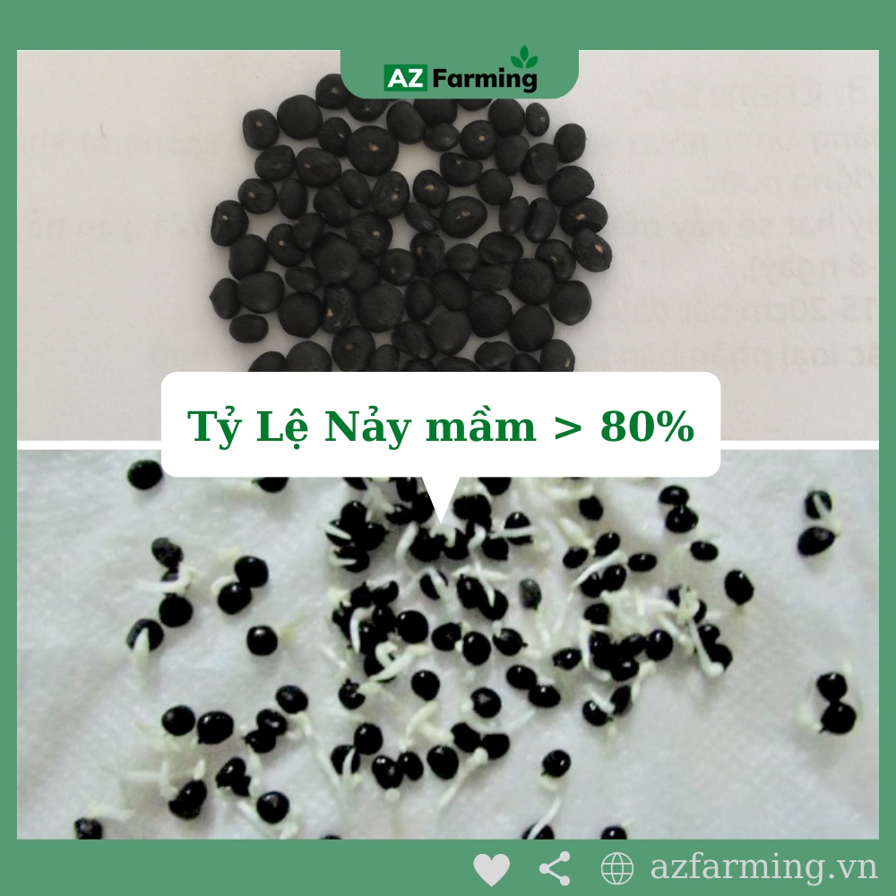 Hạt Giống Măng Tây Xanh - Gói 100 Hạt - AZ Farming