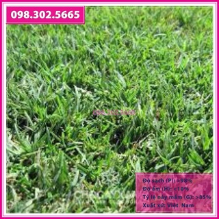 200g Hạt Giống Thảm Cỏ Bermuda (cỏ Gà)- Sân Vườn - Cỏ Trồng Cảnh Quan